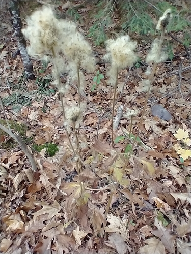 Tall Thimbleweed detail