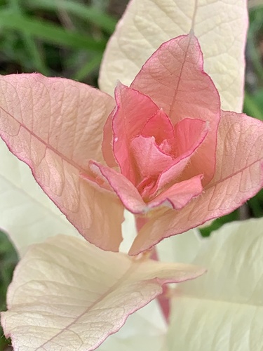 Dogbane detail