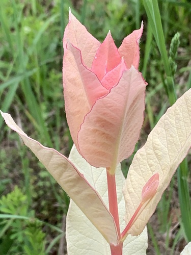 Dogbane detail