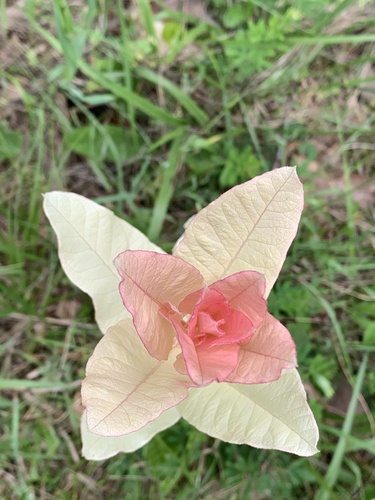 Dogbane detail