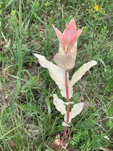 Dogbane detail