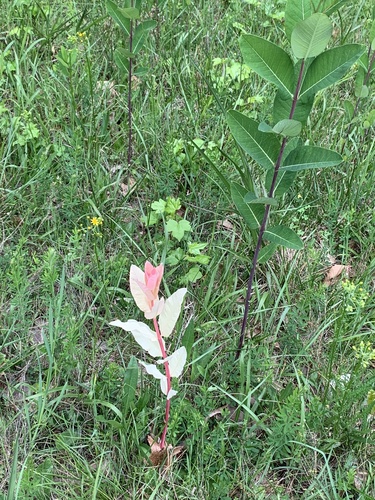 Dogbane detail