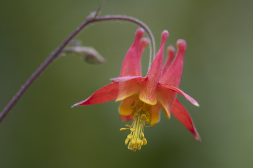 Wild Red Columbine detail