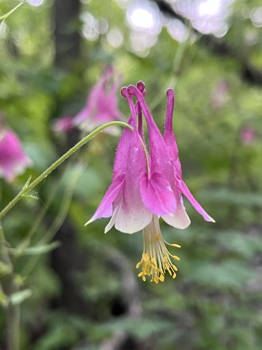 Wild Red Columbine detail
