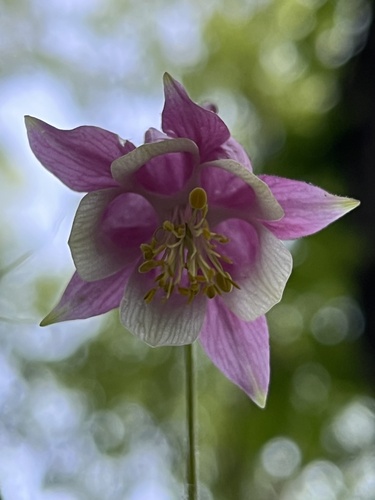 Wild Red Columbine detail