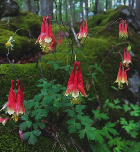 Wild Red Columbine detail