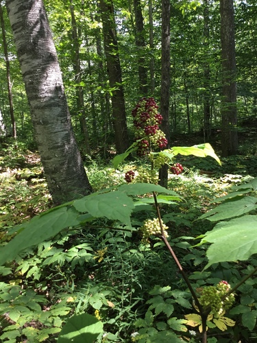 American Spikenard detail