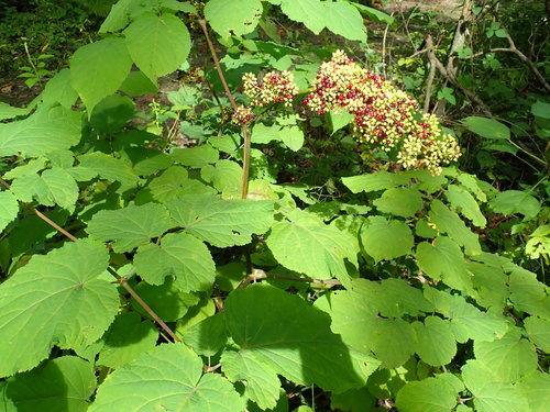 American Spikenard detail