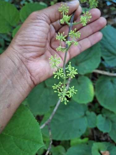 American Spikenard detail