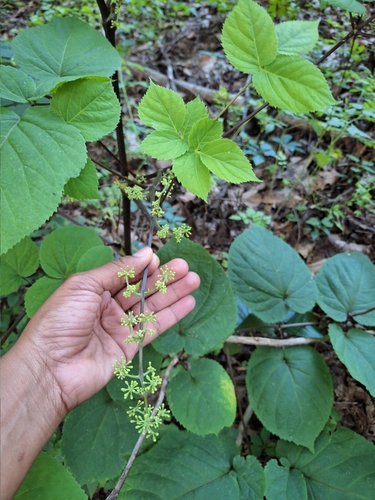 American Spikenard detail