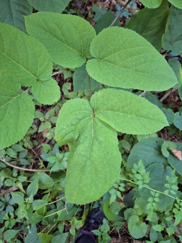 American Spikenard detail