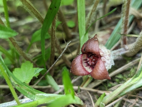Wild Ginger detail
