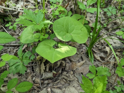 Wild Ginger detail