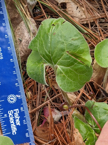 Wild Ginger detail