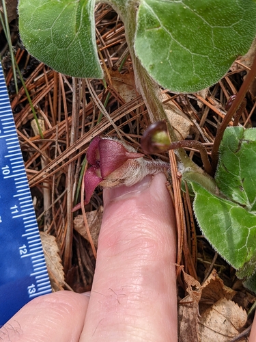 Wild Ginger detail