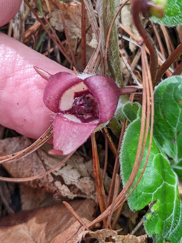 Wild Ginger detail