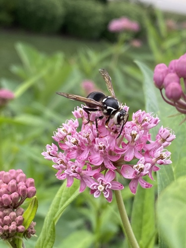 Rose Milkweed detail