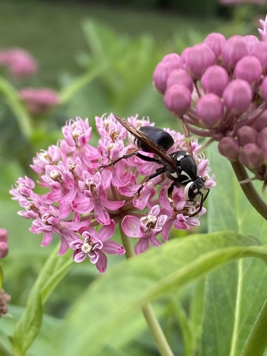 Rose Milkweed detail