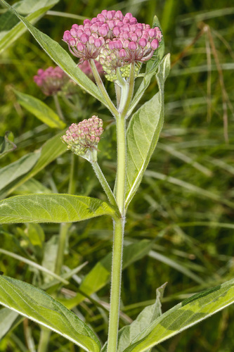 Rose Milkweed detail