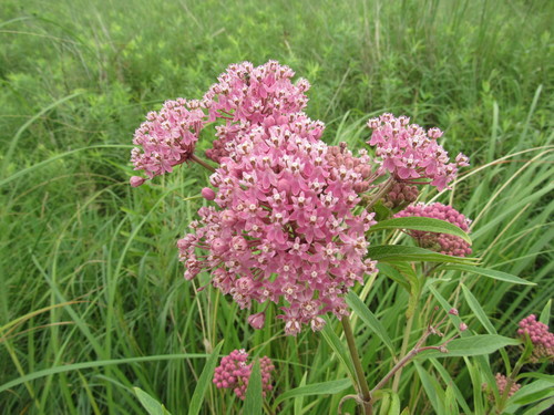 Rose Milkweed detail
