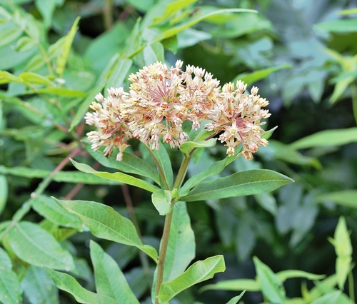 Butterfly Weed detail