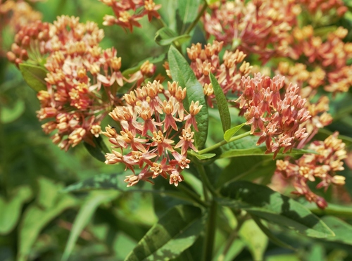 Butterfly Weed detail