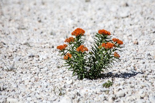 Butterfly Weed detail