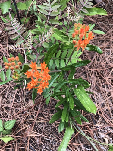 Butterfly Weed detail