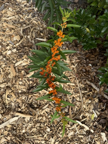 Butterfly Weed detail