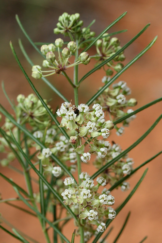 Whorled Milkweed detail