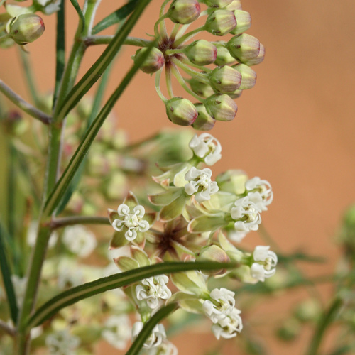 Whorled Milkweed detail