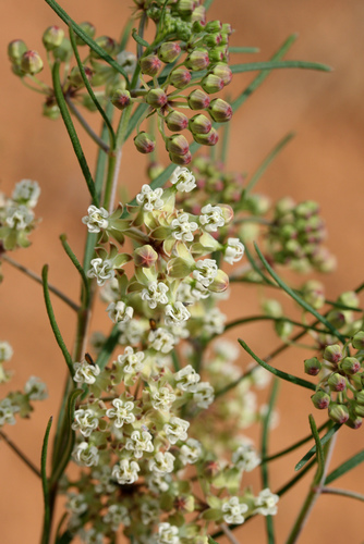 Whorled Milkweed detail