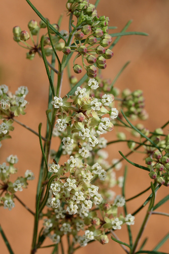 Whorled Milkweed detail