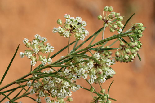 Whorled Milkweed detail