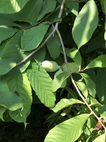 Pawpaw detail