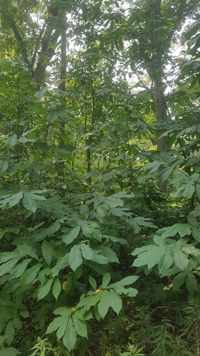 Pawpaw detail
