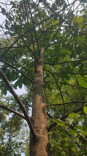 Pawpaw detail