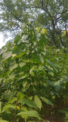 Pawpaw detail