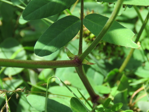 Canada Milk Vetch detail