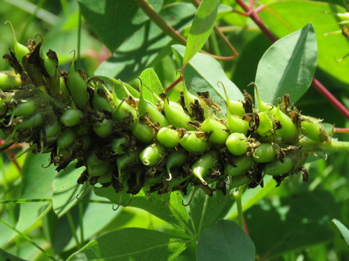 Canada Milk Vetch detail
