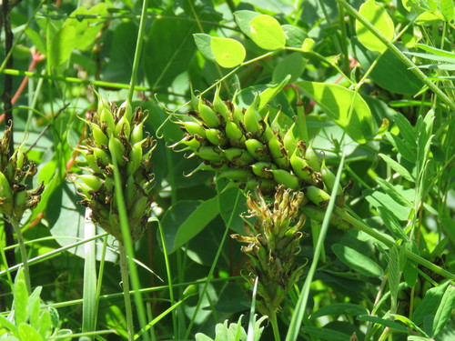 Canada Milk Vetch detail
