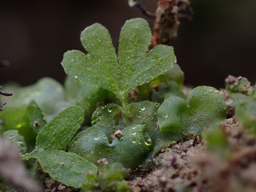 Lady Fern detail