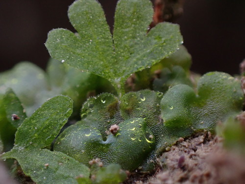 Lady Fern detail