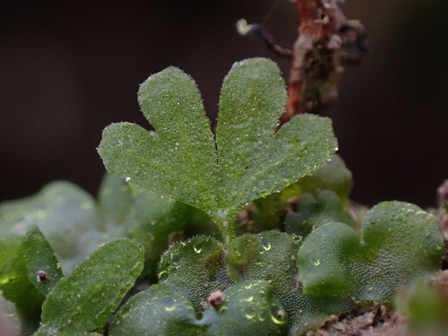 Lady Fern detail