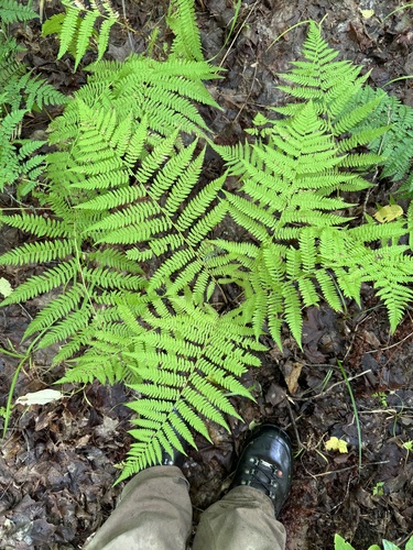 Lady Fern detail