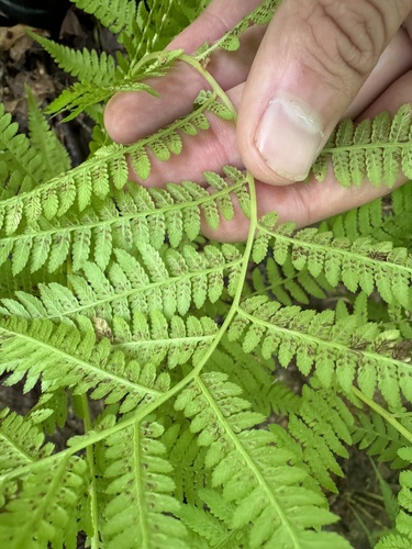 Lady Fern detail