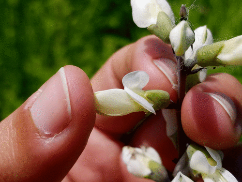White Wild Indigo detail