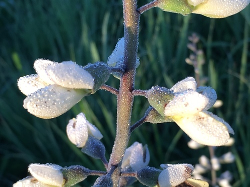 White Wild Indigo detail