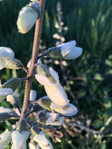 White Wild Indigo detail