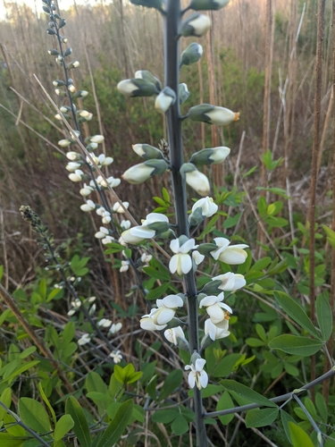 White Wild Indigo detail